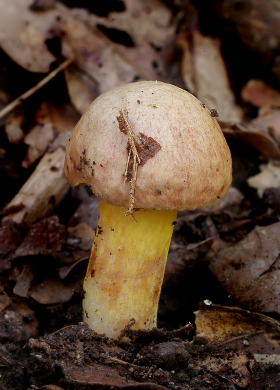 Aureoboletus gentilis